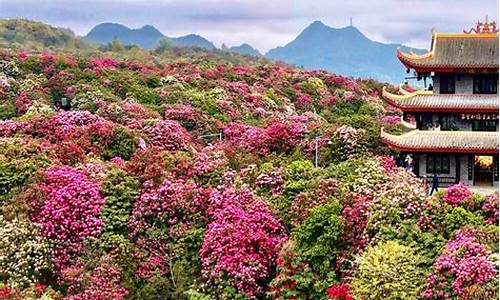 毕节百里杜鹃旅游攻略_毕节百里杜鹃旅游攻略高